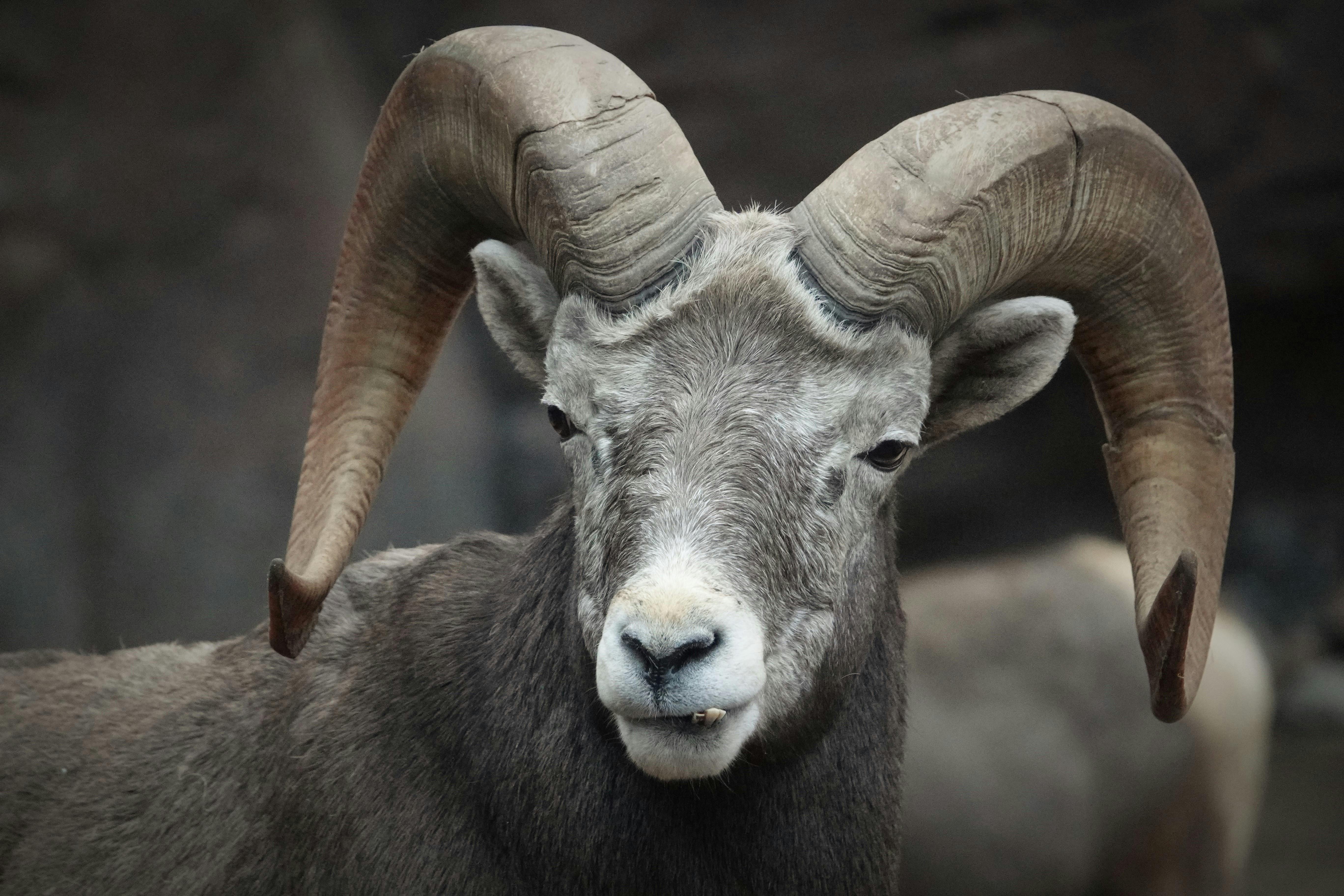 Big Horn Outdoor Adventure Show - Spokane and North Idaho community calendar - The Spokesman — Photo by Jos Berkien on Pexels
