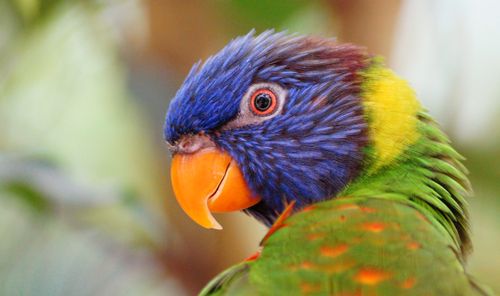 Free Close-up of a colorful rainbow lorikeet showcasing vivid blue, green, and yellow plumage. Stock Photo