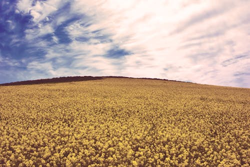 Gelbe Blumen