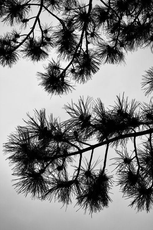 Free Black and white silhouette of pine tree branches against a cloudy sky. Stock Photo