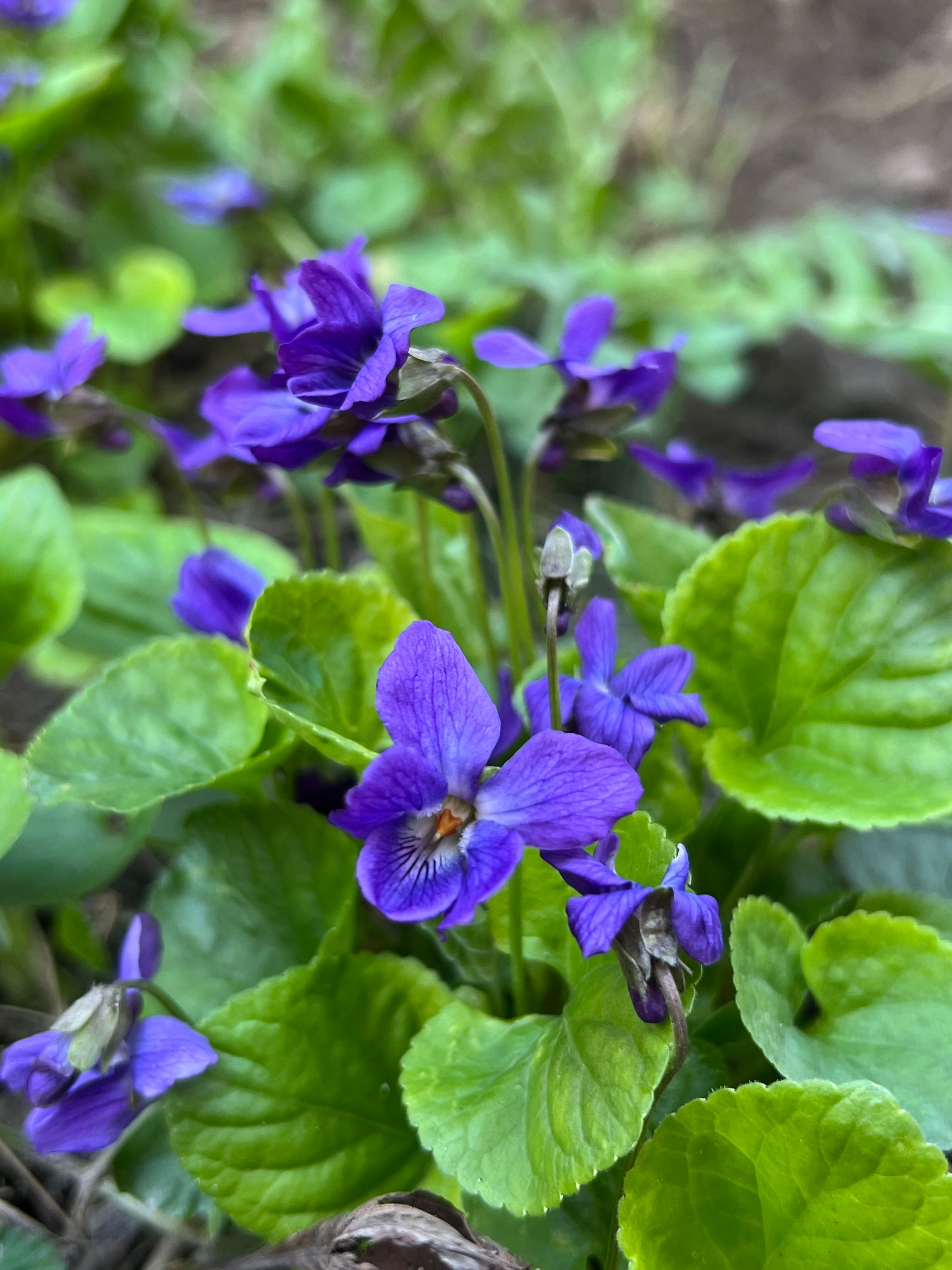 Close-up of Purple Violets in Ukraine · Free Stock Photo