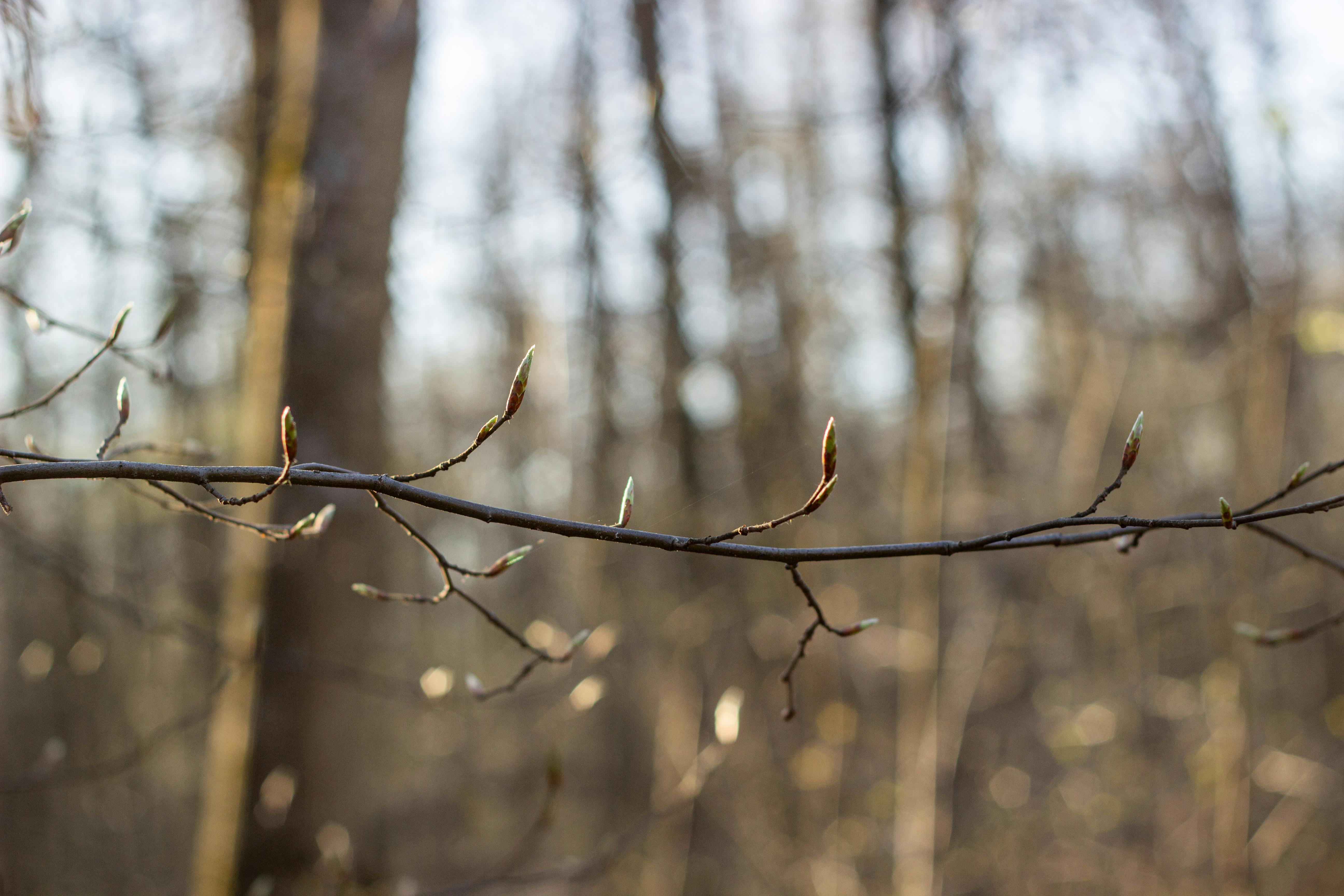 Get Ready for Spring Adventures at the Erie RV and Outdoor Adventure Show — Photo by Natalia Sevruk on Pexels