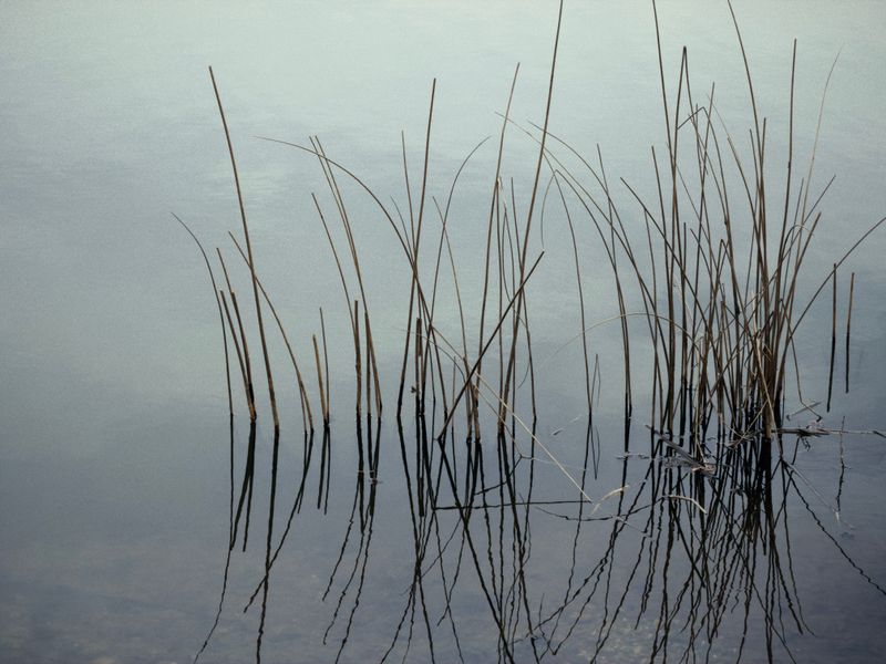 Reed stems mirrored in still, clear water. Photo by BLACK IBEX on Pexels.
