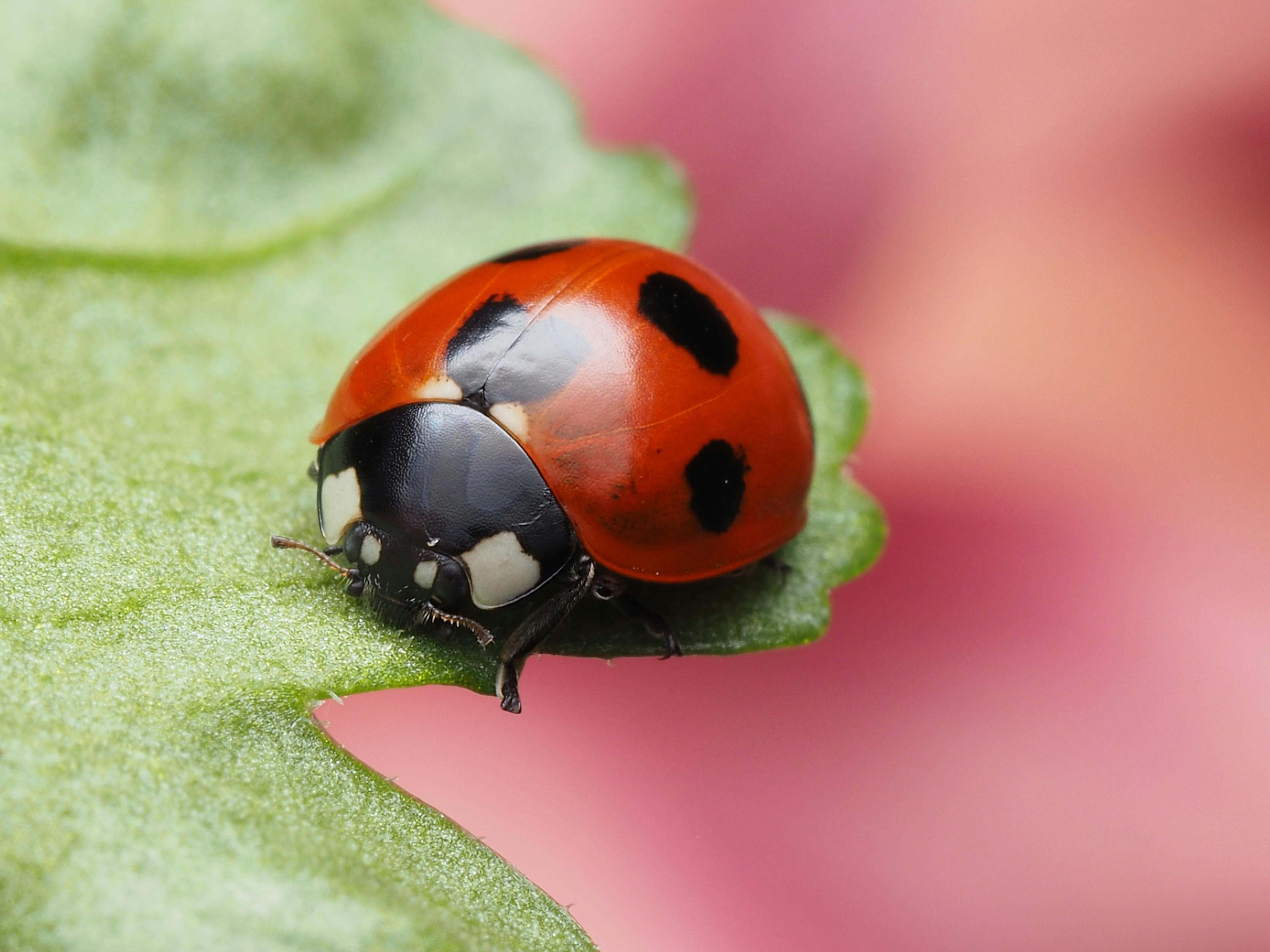 Is your bug spray pet-safe? Here’s how to keep your home bug-free and your pets healthy — Photo by Ali Goode on Pexels