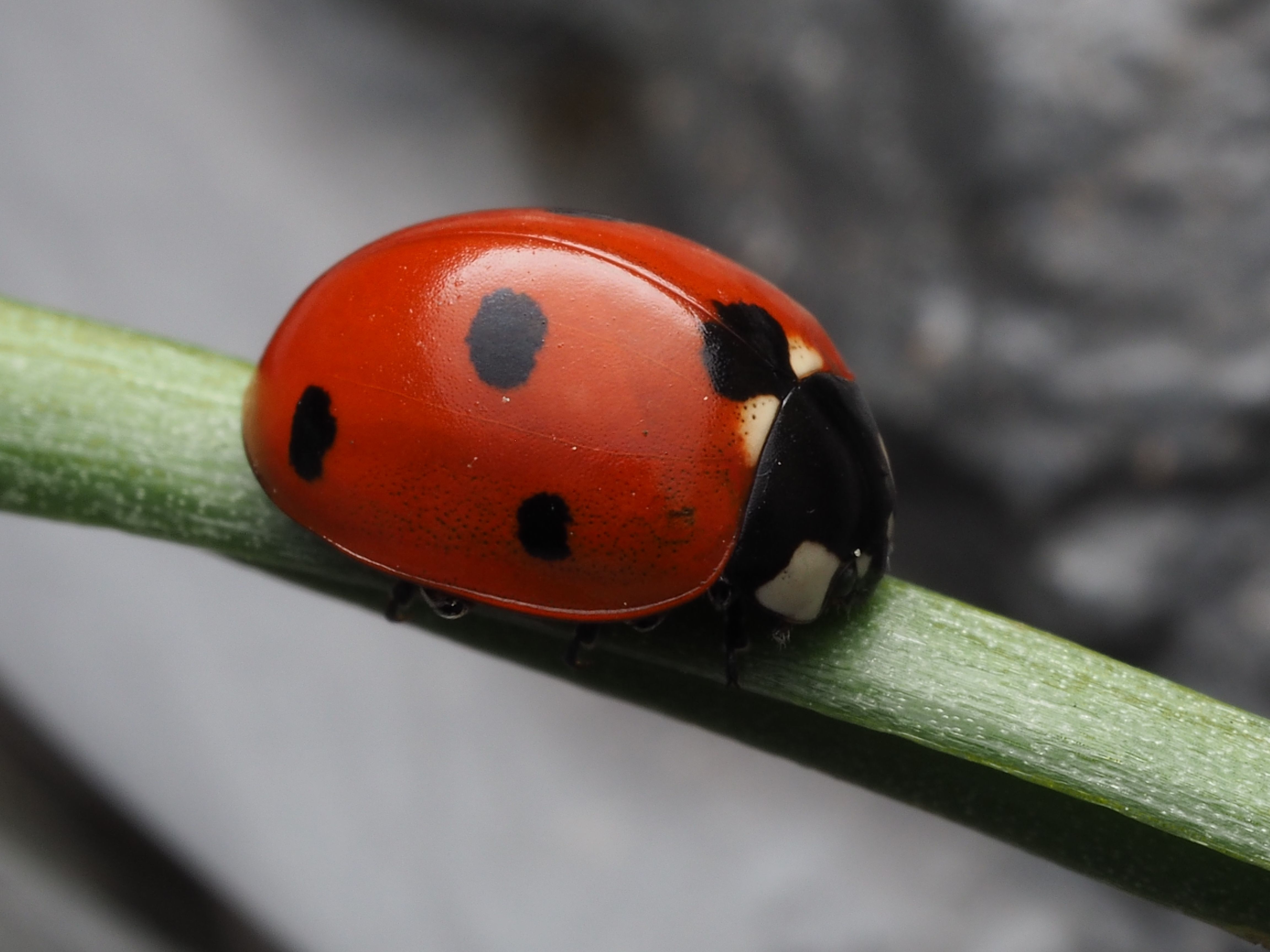 Close-up of a vibrant red ladybug with black spots resting on a green leaf.