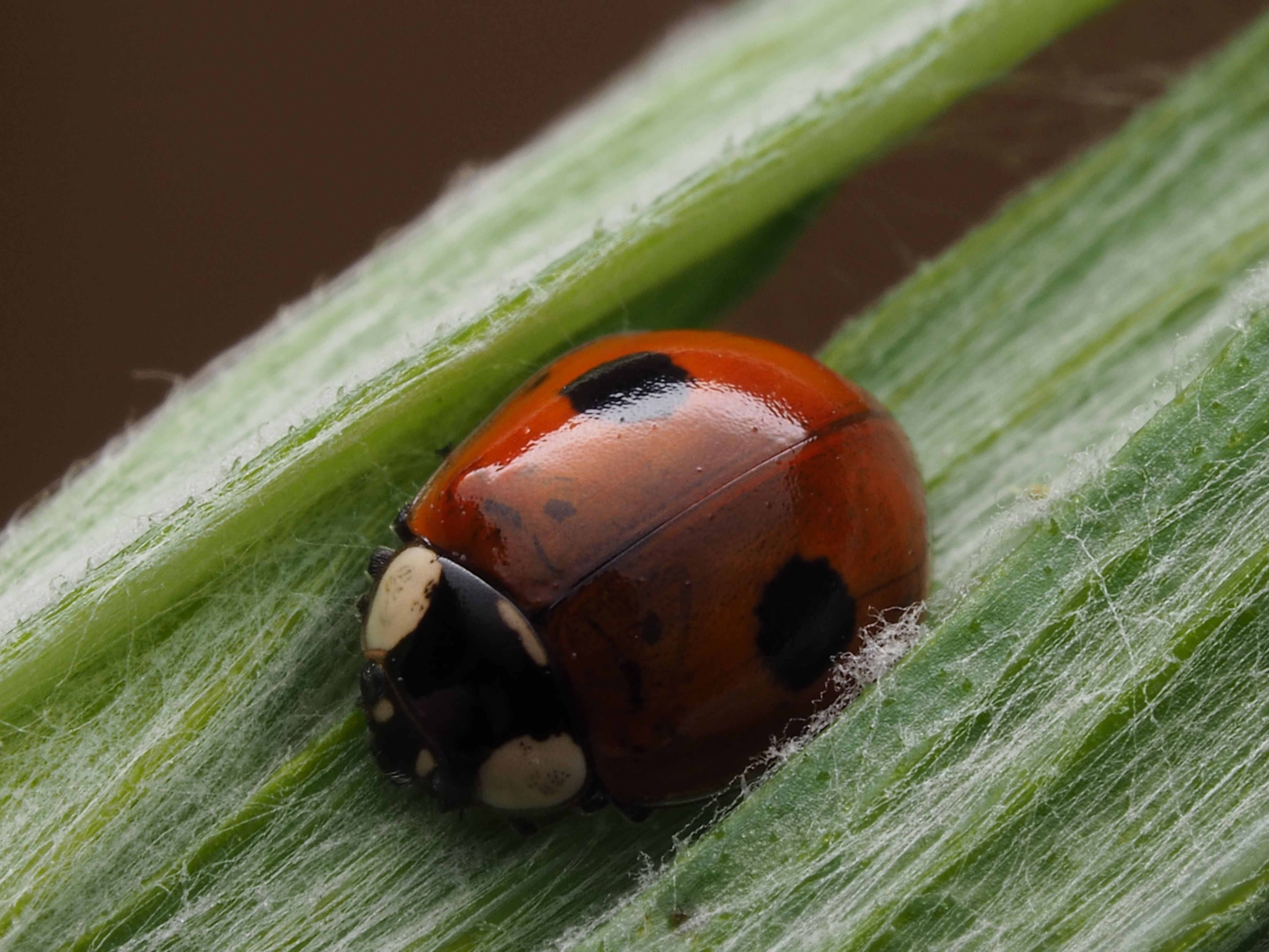 Close-up of a Ladybug on a Green Leaf · Free Stock Photo