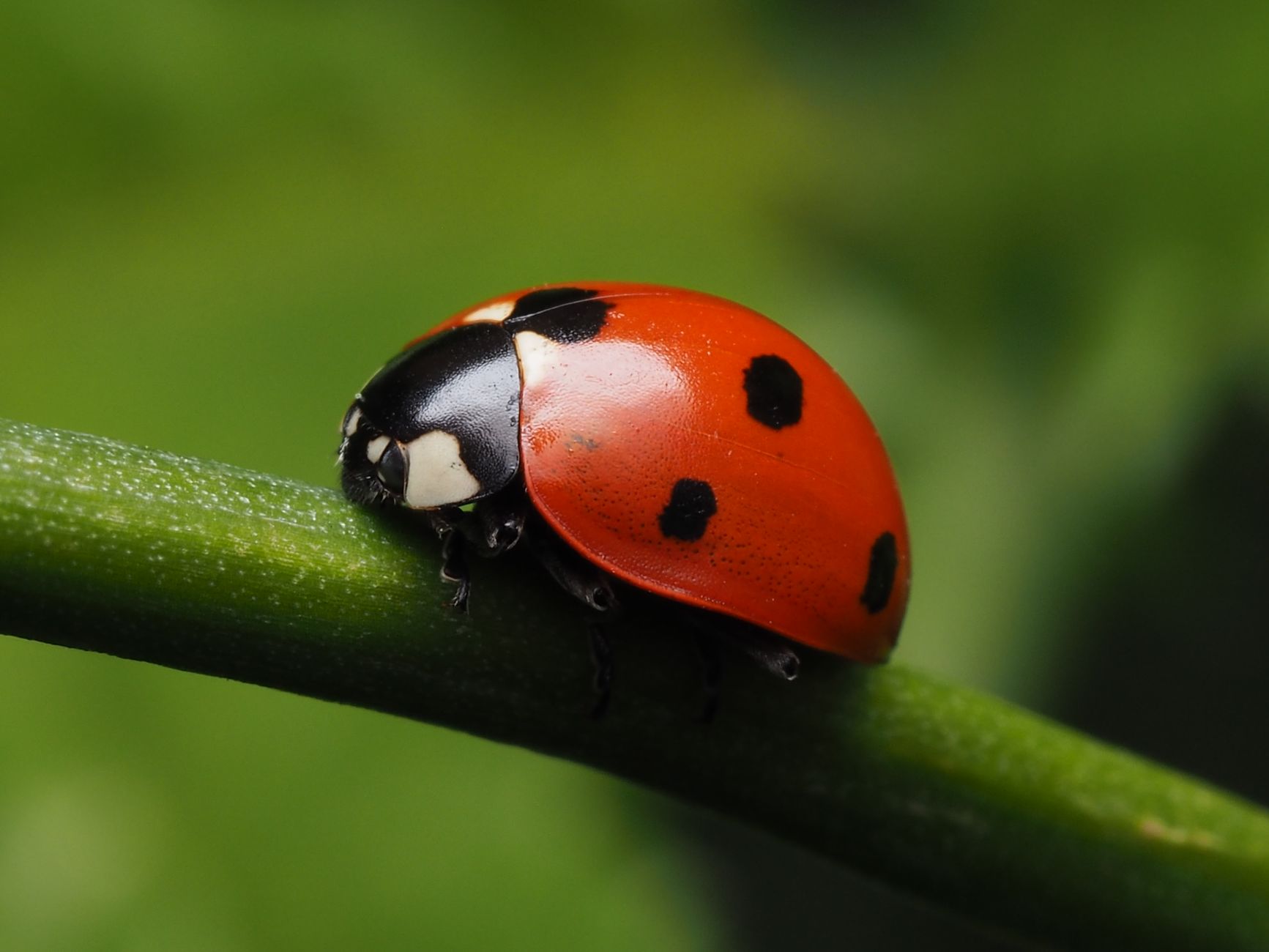 Ladybug Resource Group, Inc., Strategic Lead Shicai Li: Bridging Japanese Lean Management With Industrial AI Innovation