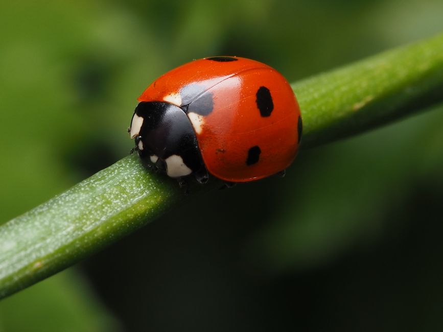 鮮やかな赤いテントウムシが緑の茎に黒い斑点を持って止まっている様子をクローズアップした画像。自然の細部までが鮮明に捉えられている。