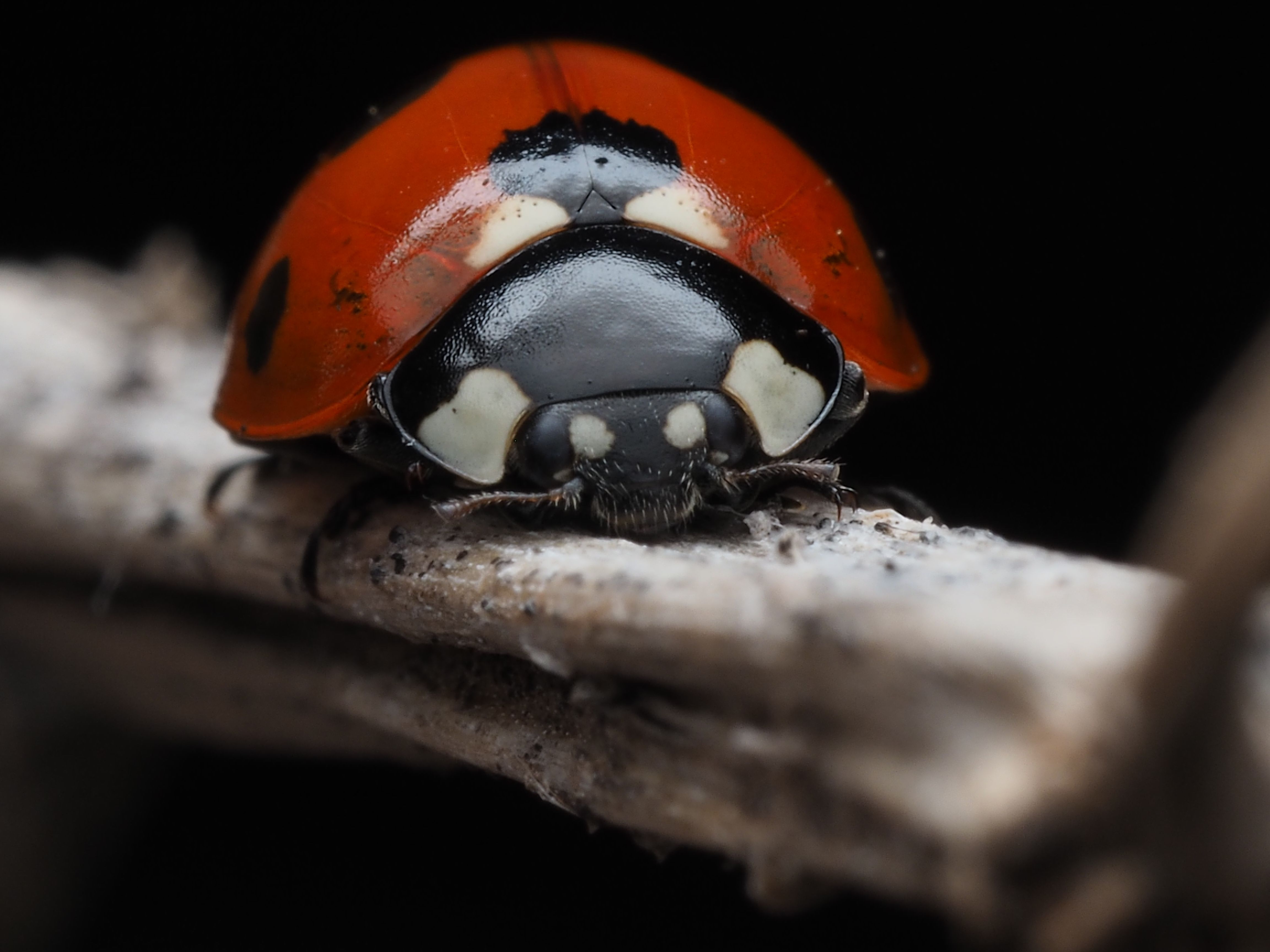 Close-up Macro Photography of a Ladybug on a Branch · Free Stock Photo
