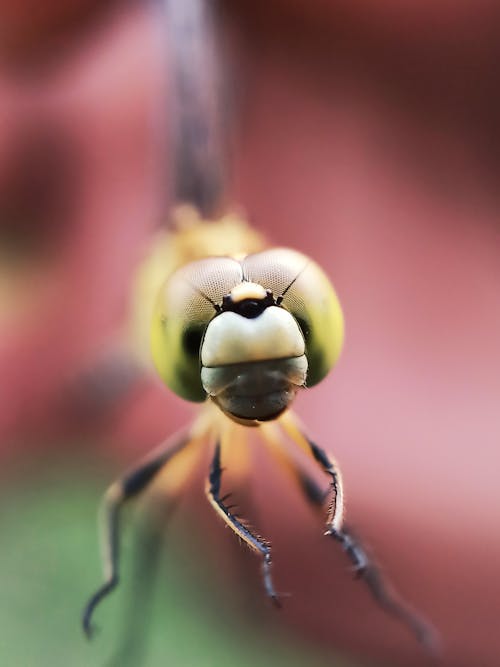Yellow and Black Dragonfly in Close Up Photography