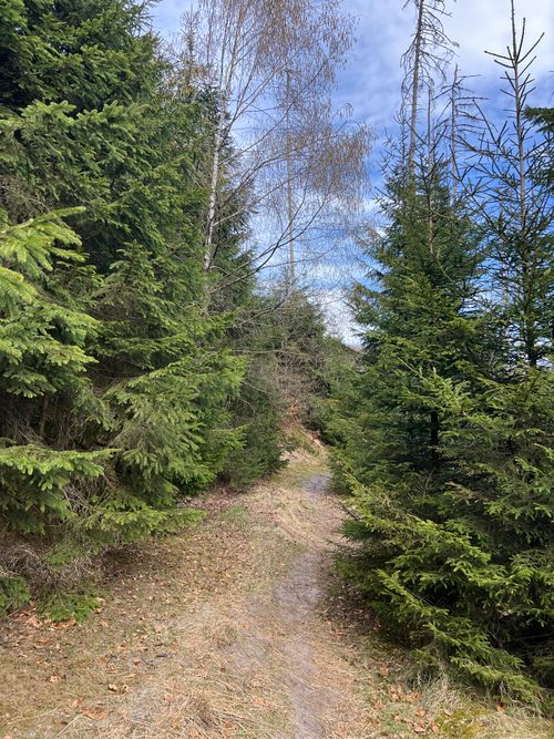 Free A serene forest path surrounded by lush evergreens under a clear sky in Germany. Stock Photo