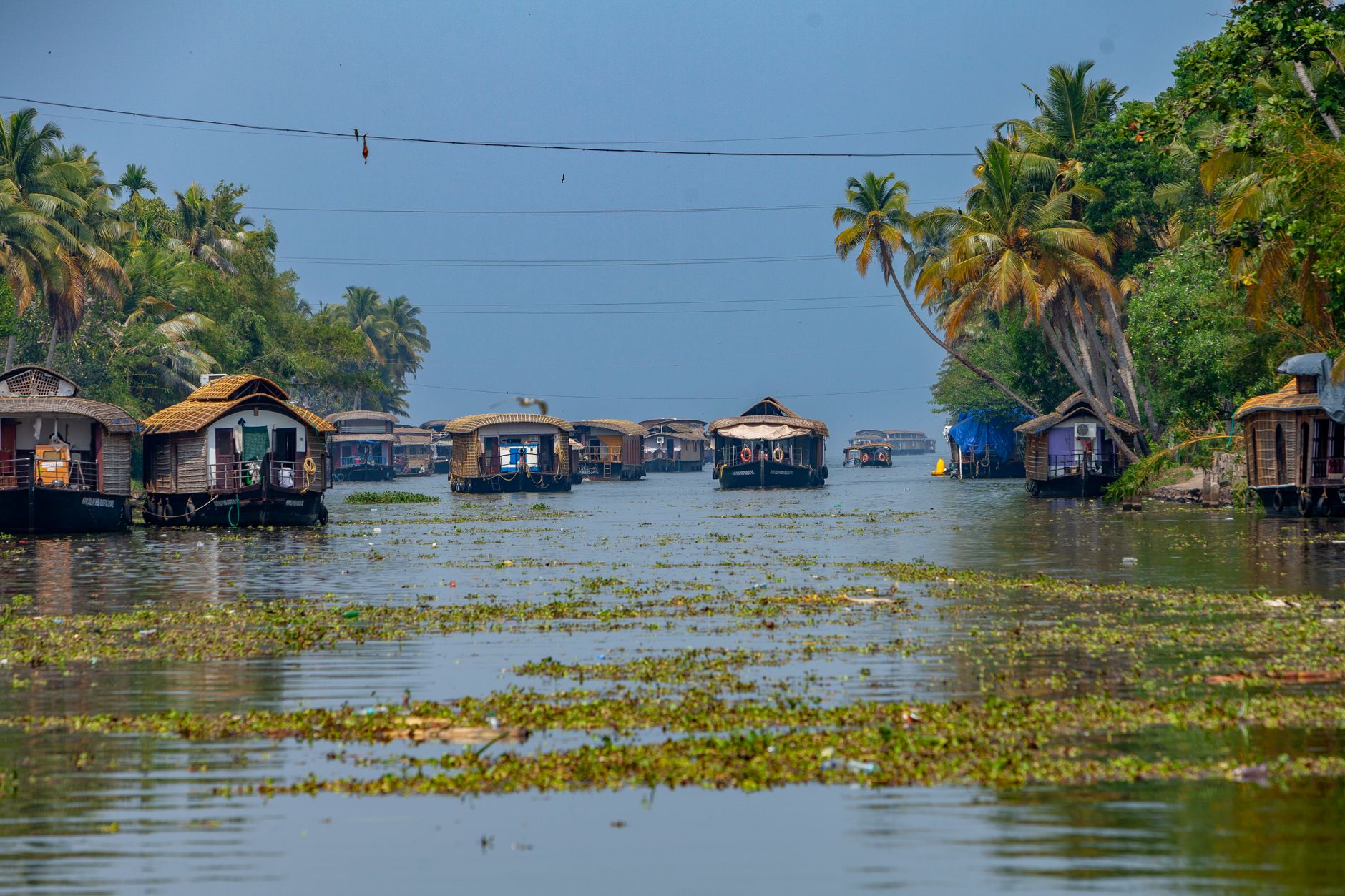 Picturesque houseboats float on Alappuzha's tranquil backwaters in Kerala, India, amidst lush greenery.