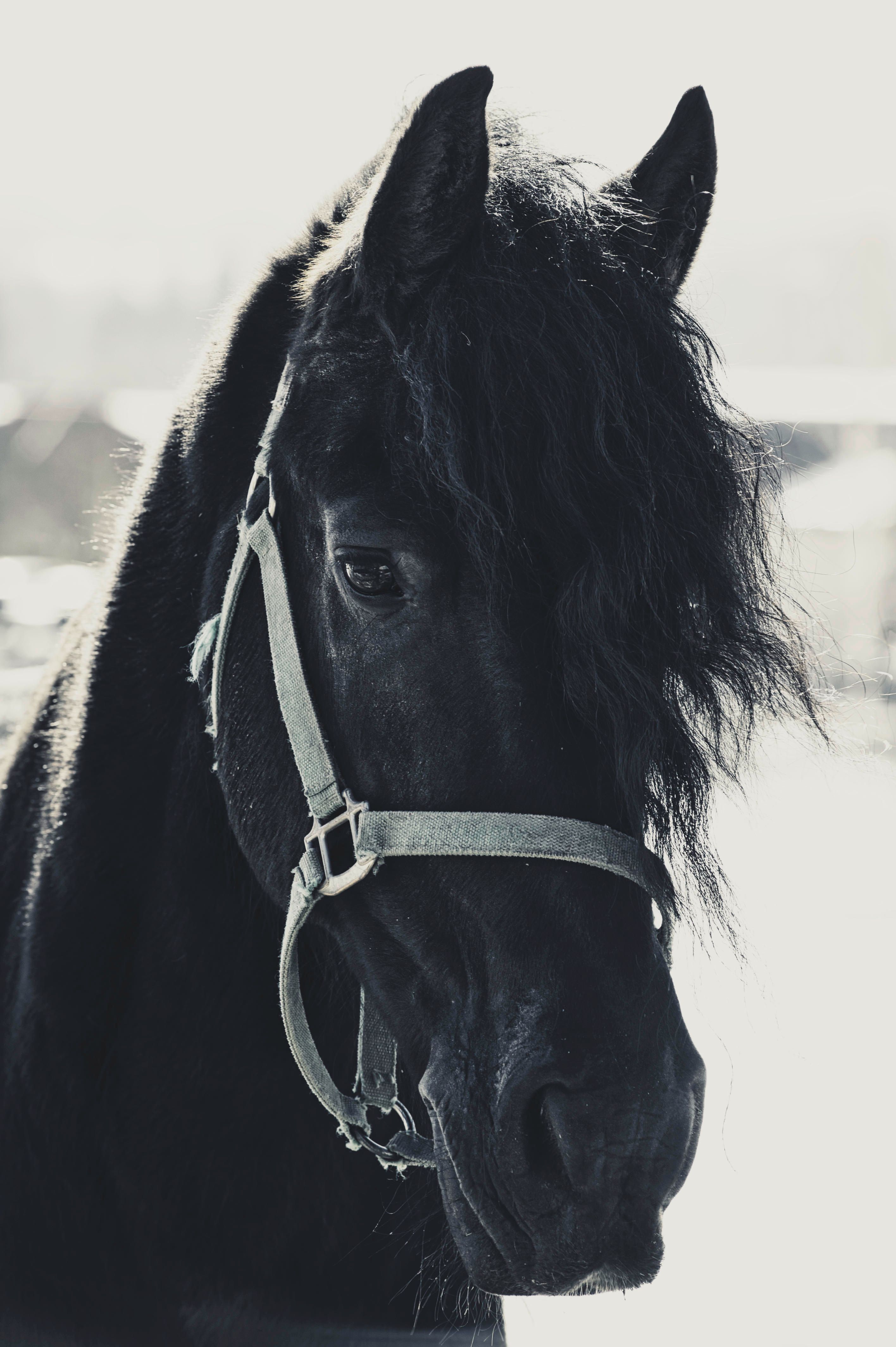 Majestic black Friesian horse with flowing mane in sunlight close-up.
