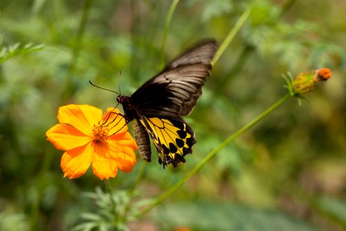 Free Close-up of a swallowtail butterfly perched on an orange flower in a natural garden setting. Stock Photo