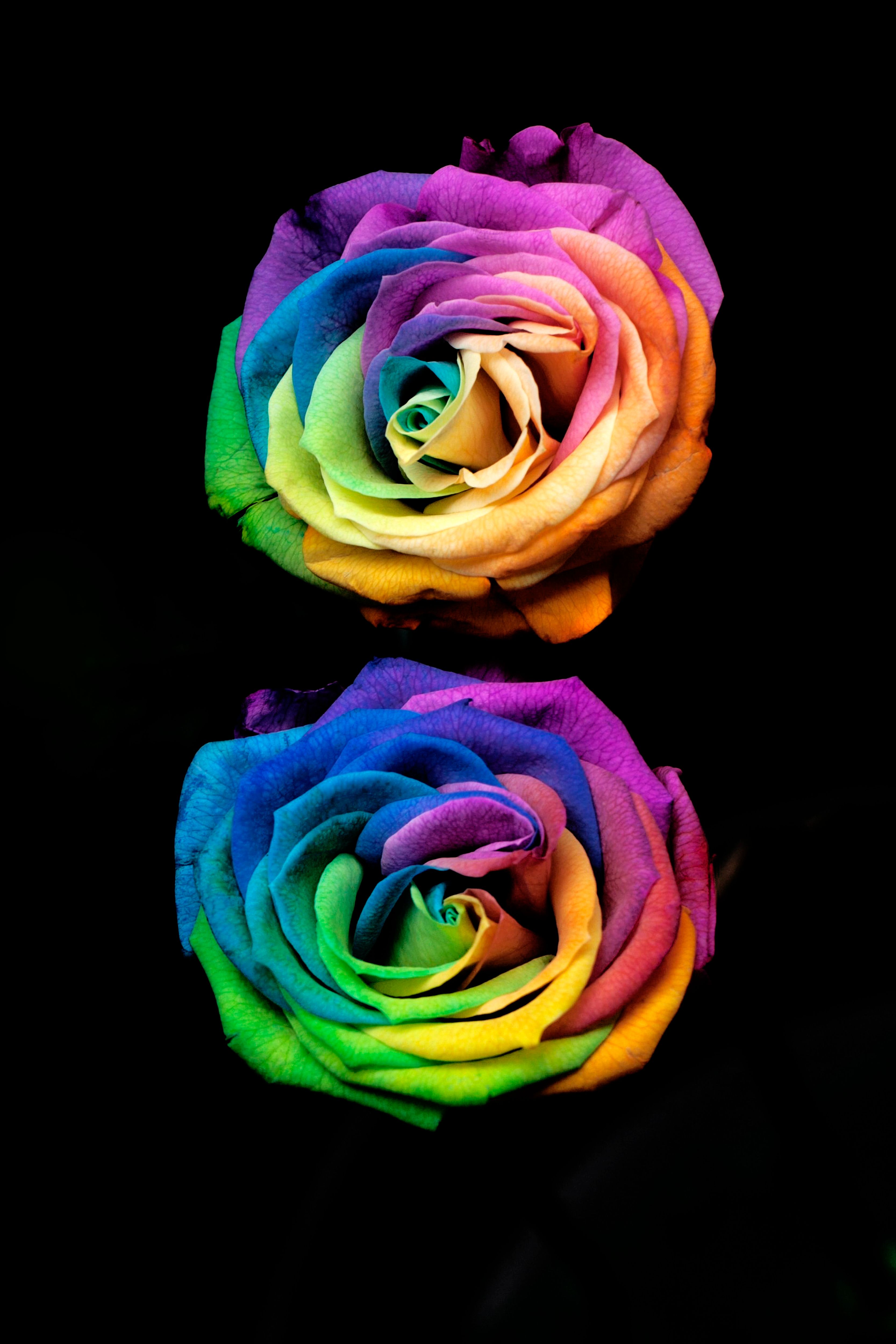 Vibrant Rainbow Roses on Black Background · Free Stock Photo
