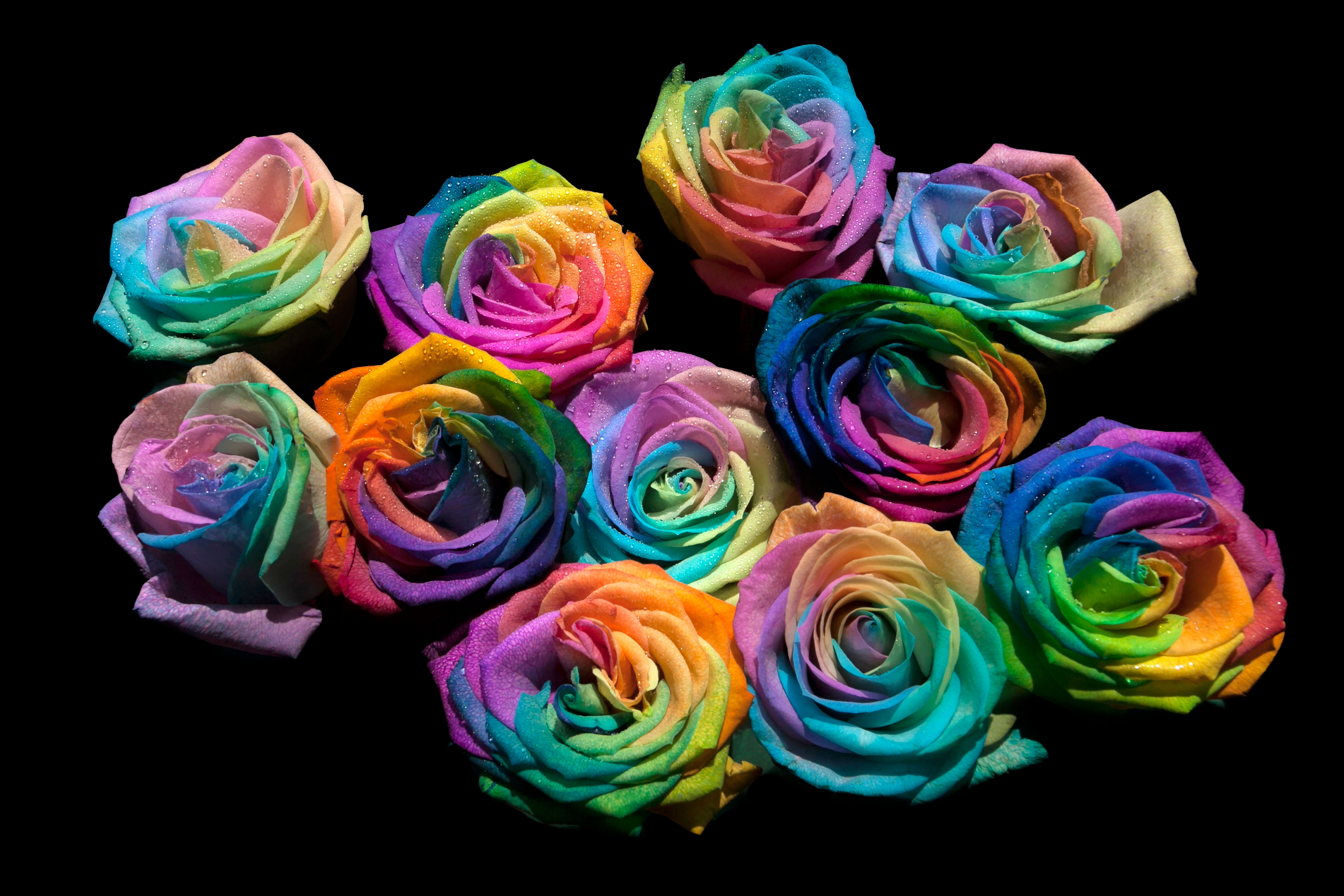 A striking bouquet of multi-coloured roses in a rainbow arrangement