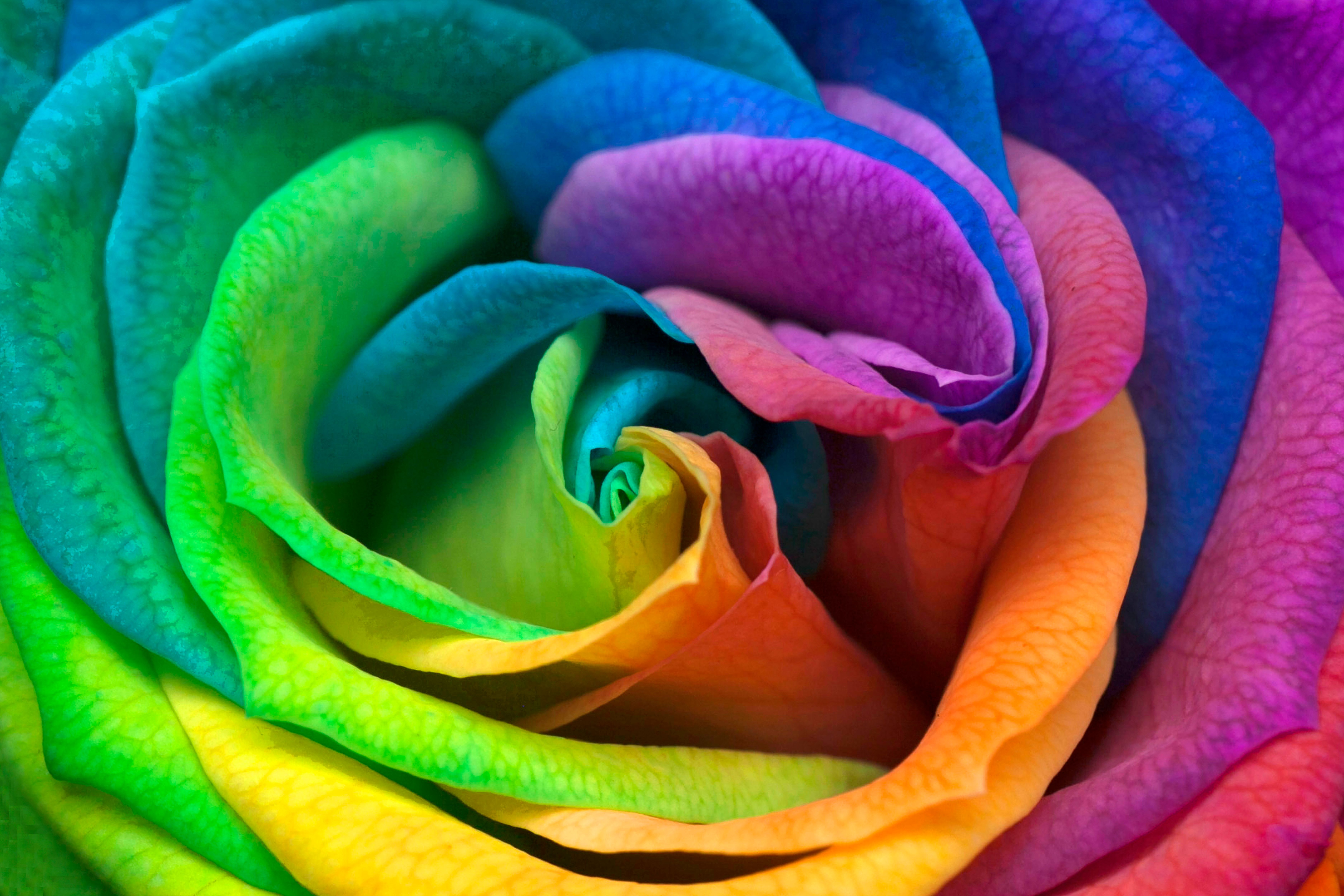 Vibrant Multicolored Rainbow Rose Close-up · Free Stock Photo