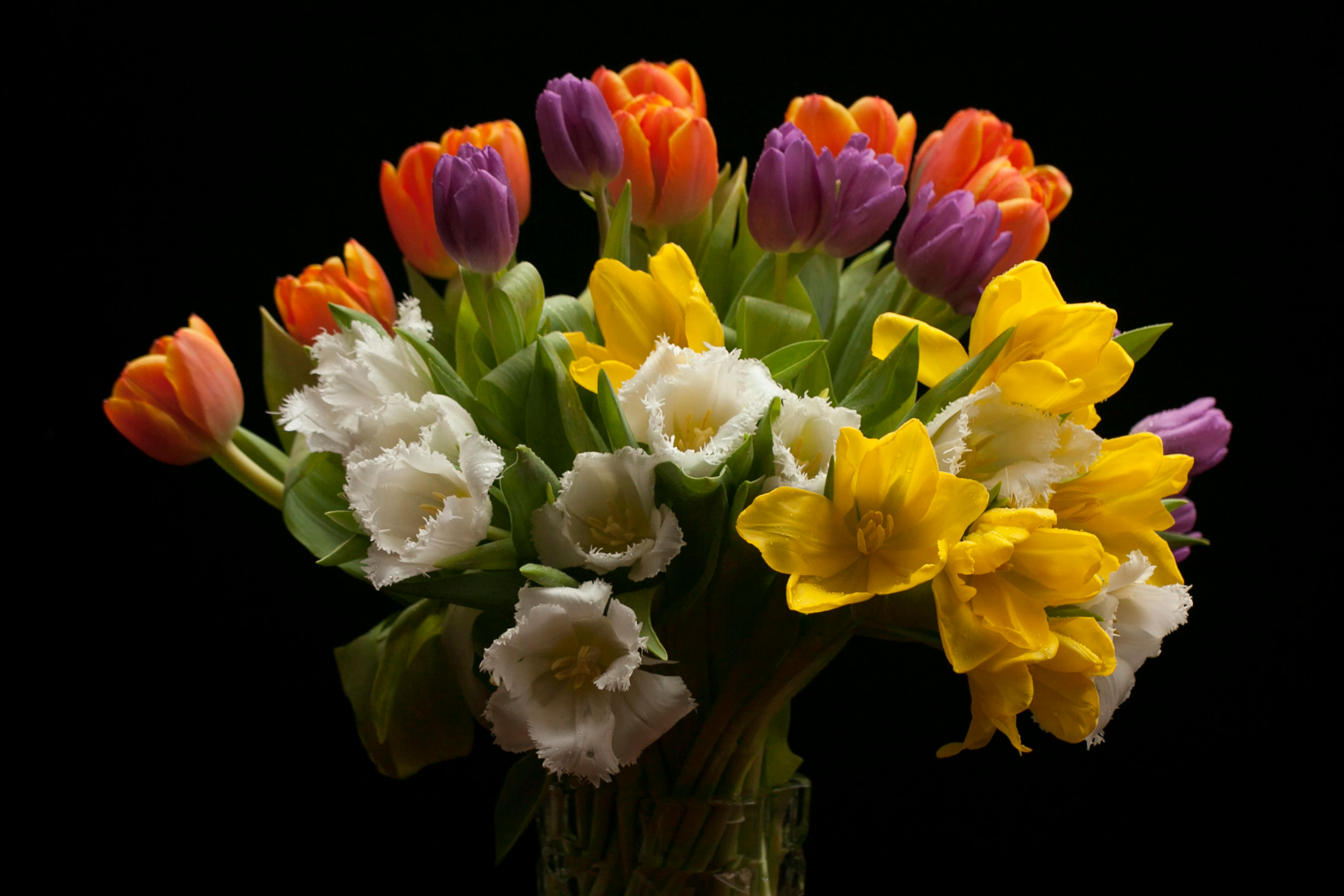 A vibrant arrangement of tulips and daffodils on a black background, perfect for spring themes.