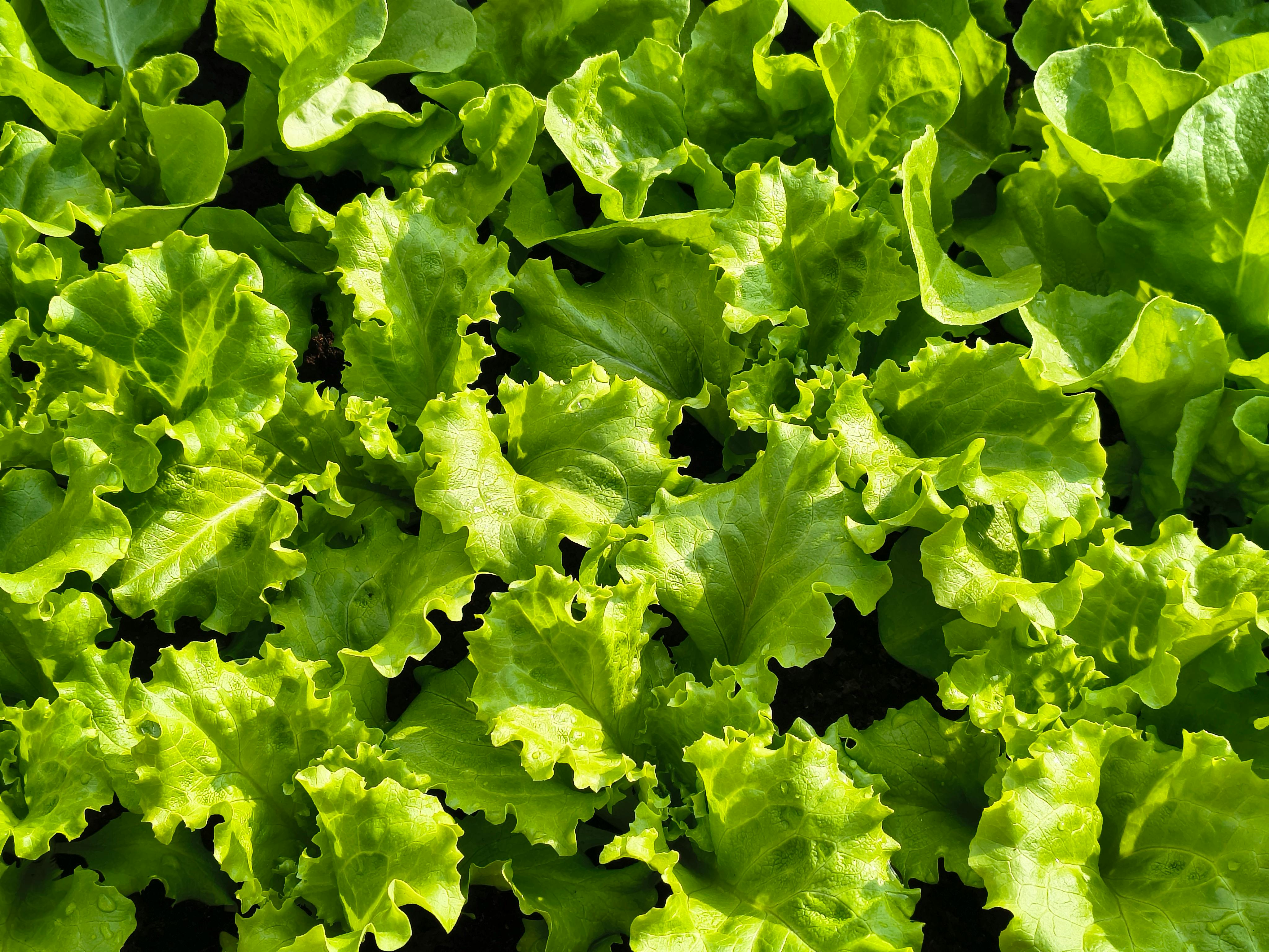 specialty diets — Photo by MrGajowy3 Teodor on Pexels