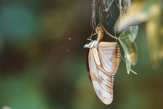 蝴蝶的蛹与蛾子的茧对比示意图