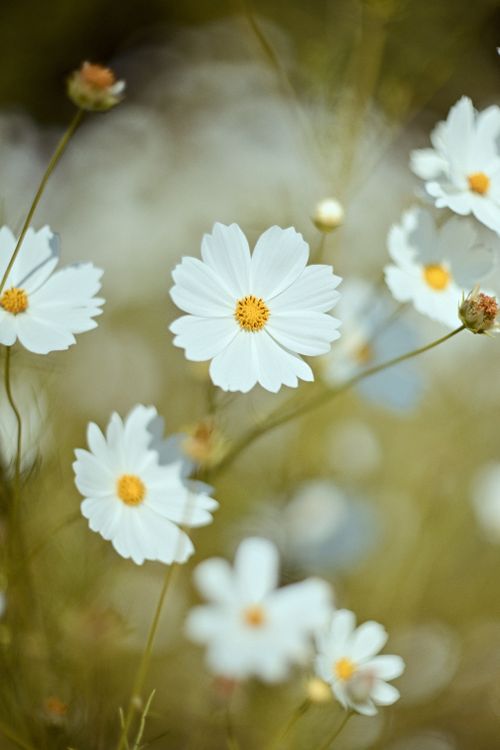 Free Vibrant white cosmos flowers bloom in a serene meadow, showcasing nature's elegance. Stock Photo