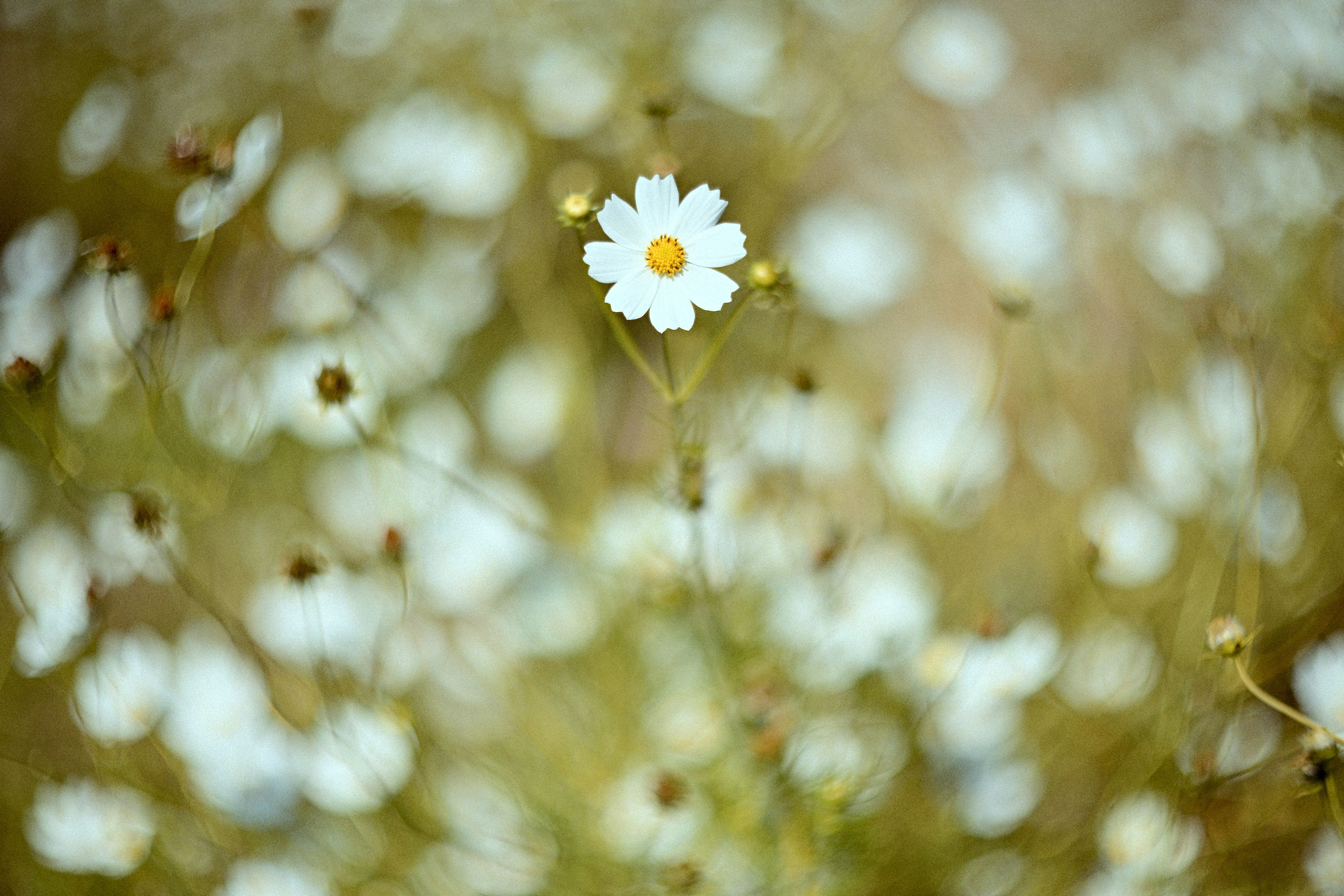 Close-up of White Wildflower in Bloom · Free Stock Photo