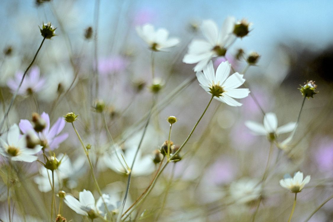Close-Up of Wildflowers in Bloom During Spring · Free Stock Photo