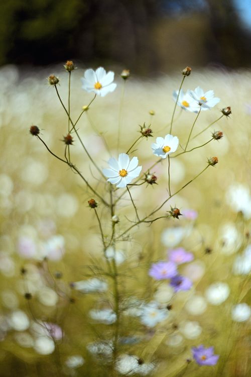 Free Close-up of white cosmos flowers with blurred bokeh background creating a serene atmosphere. Stock Photo