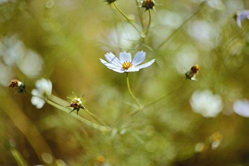 Free A close-up of a delicate white cosmos flower with a soft blurred background creating a dreamy atmosphere. Stock Photo