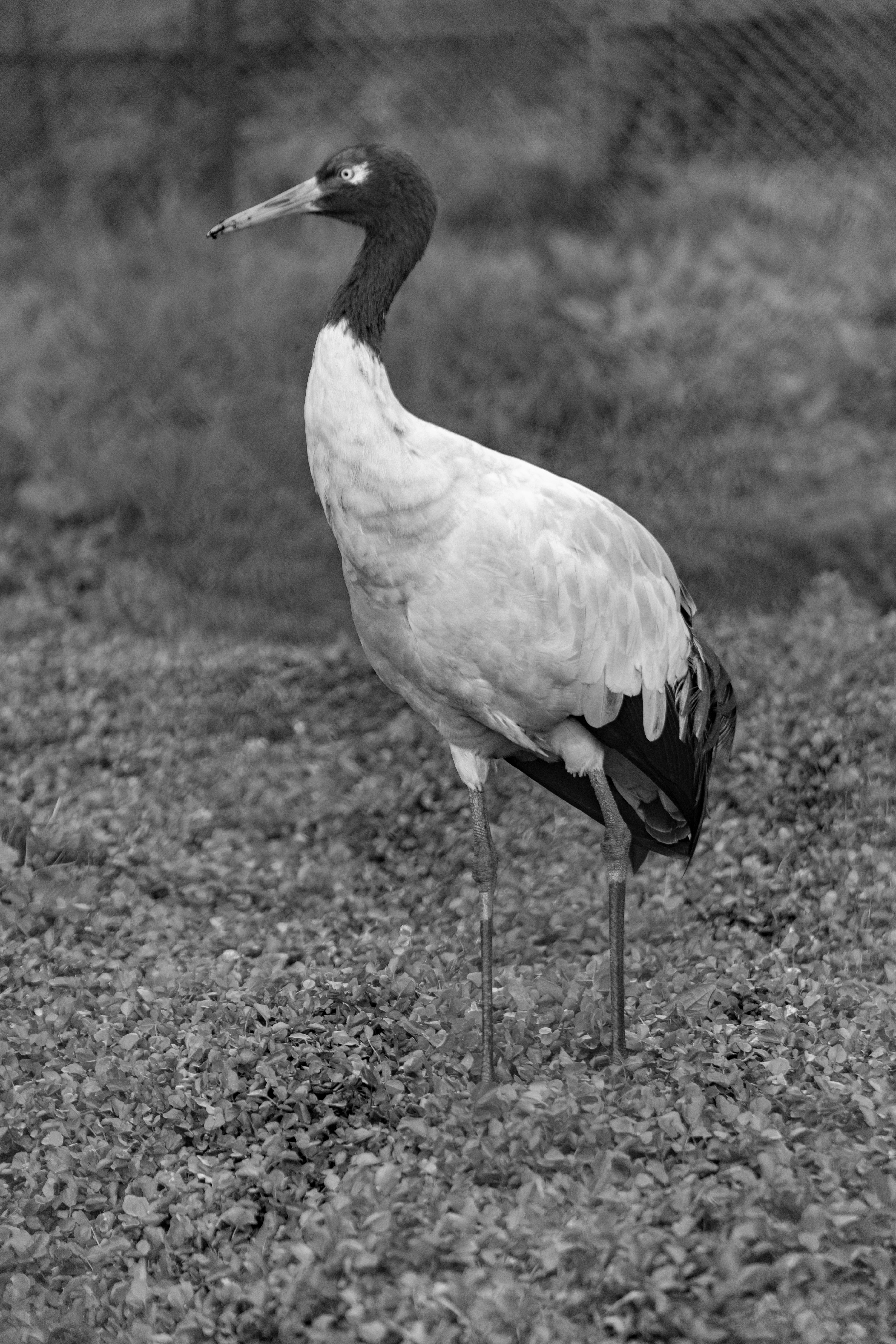 Monochrome image of a stork standing on grass, showcasing its elegant stature.