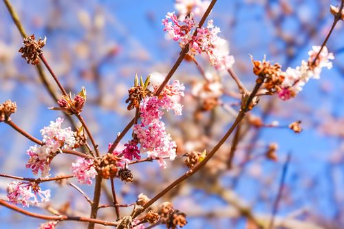 Free Macro shot of vibrant pink blossoms on tree branches during spring with clear blue sky background. Stock Photo