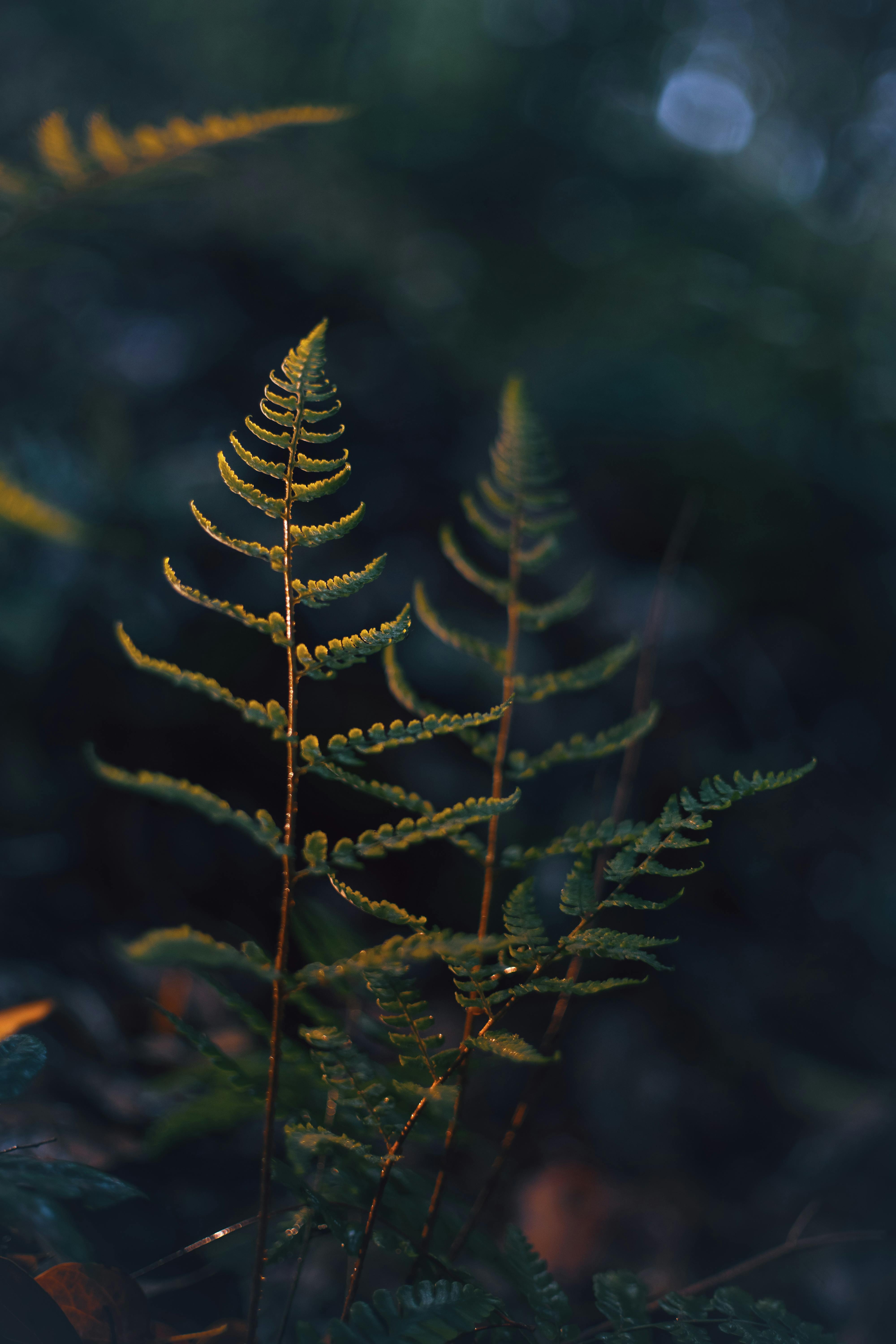 Close-up of two fern fronds in a dark, moody forest setting.