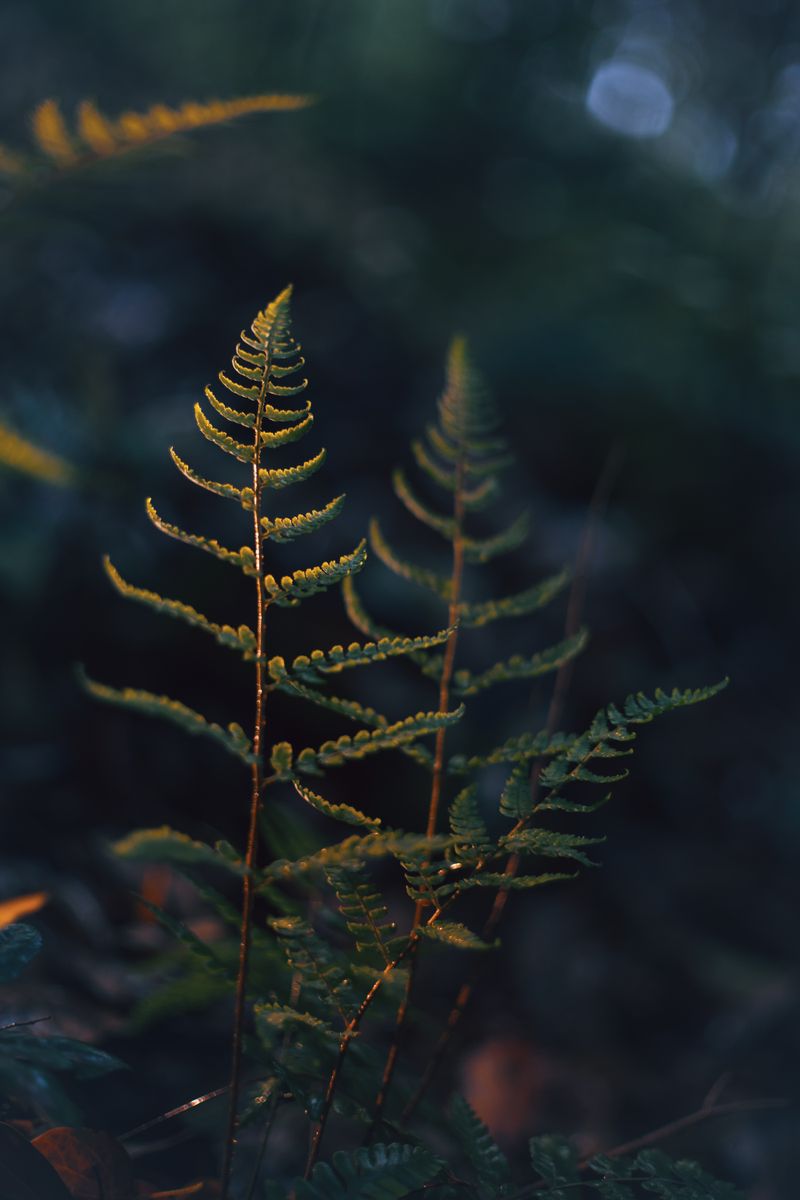 Close-up of two fern fronds in a dark, moody forest setting.