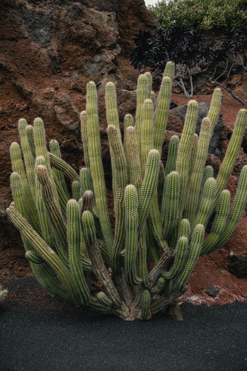 Free Lush cactus garden against volcanic rock in Lanzarote, Canary Islands. Stock Photo