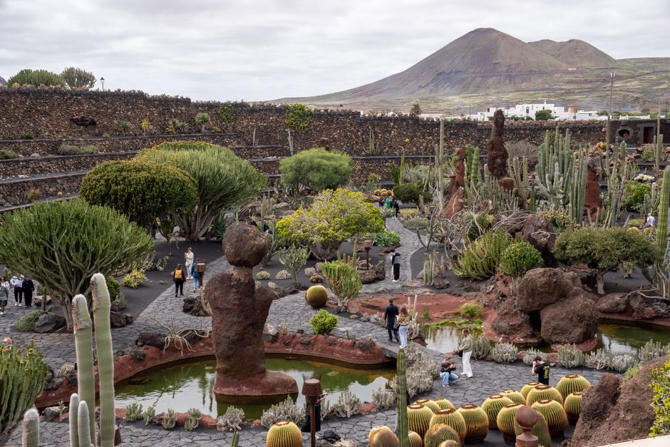 Explore the vibrant cactus garden with diverse flora in Lanzarote, Spain's volcanic landscape.