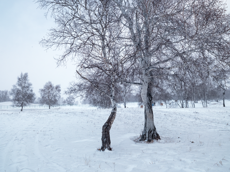 Serene winter scene showcasing bare trees on a snowy field, evoking calm and stillness.
