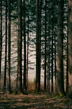 Serene view of towering pine trees in a tranquil forest in Ehrenkirchen, Germany.