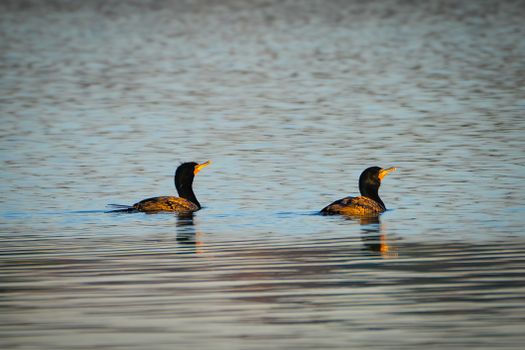 A pair of cormorants gracefully gliding across a calm lake surface under soft daylight.