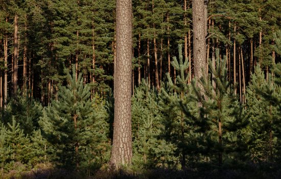 Vibrant forest scene with mature and young pine trees capturing nature's beauty.