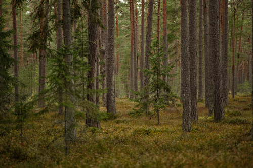 Free A serene view of a lush boreal coniferous forest with densely packed trees. Stock Photo