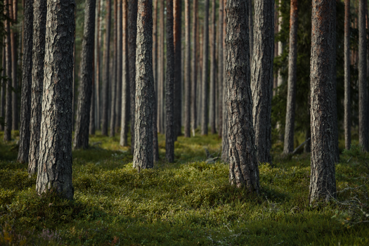 A serene view of a dense boreal forest filled with tall pine tree trunks.