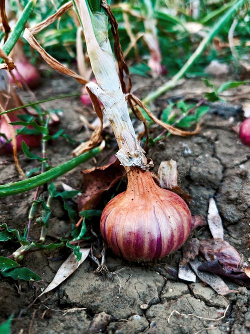 Free Close-up of a red onion bulb growing in farm soil in Koraon, Uttar Pradesh, India, showcasing agricultural practice. Stock Photo