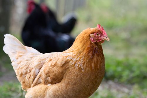 Free Close-up of a golden hen with black chickens in the background, captured at a rural farm. Stock Photo