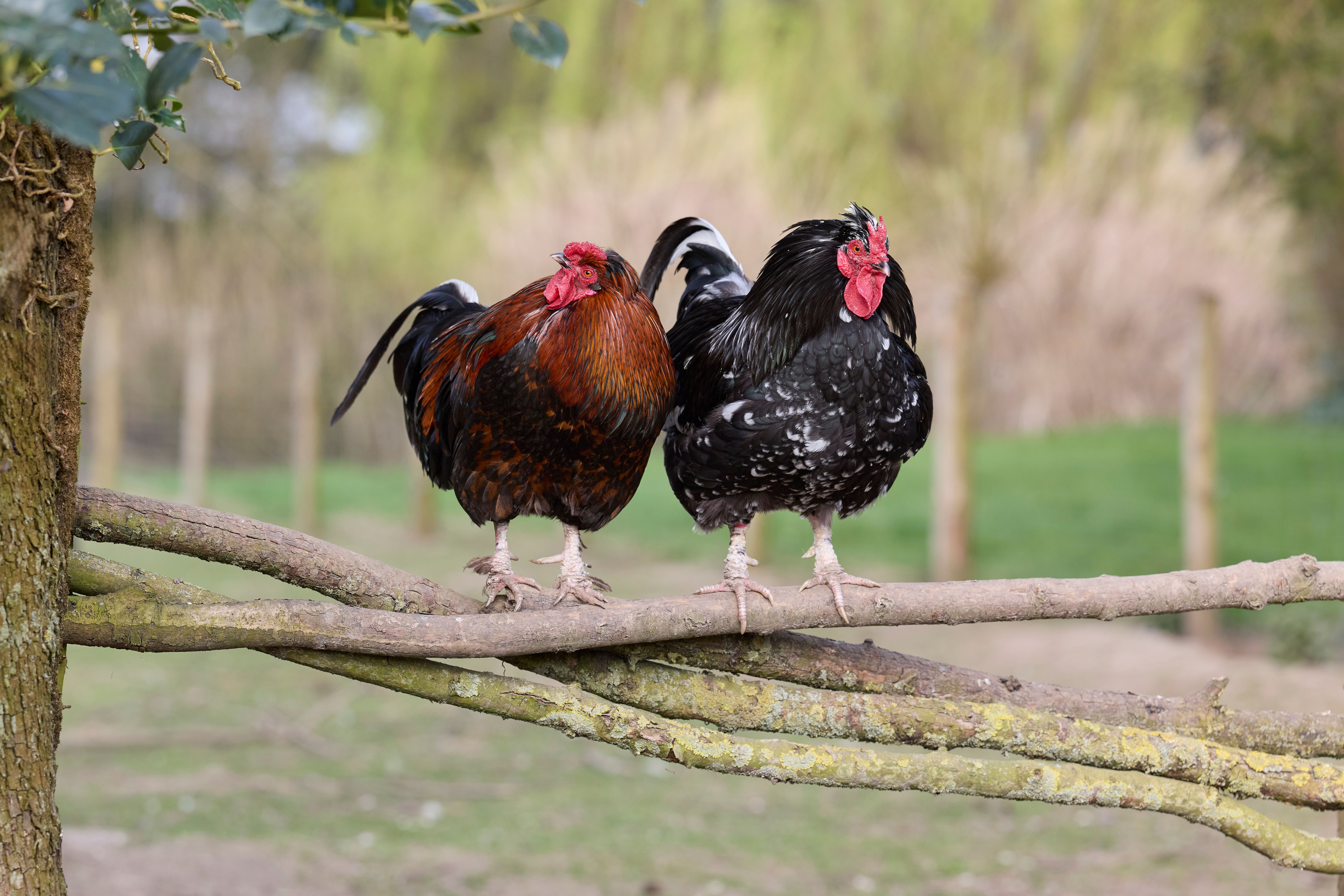 Two vibrant roosters perched on a tree branch in a rural farm setting, showcasing colorful and rustic charm.