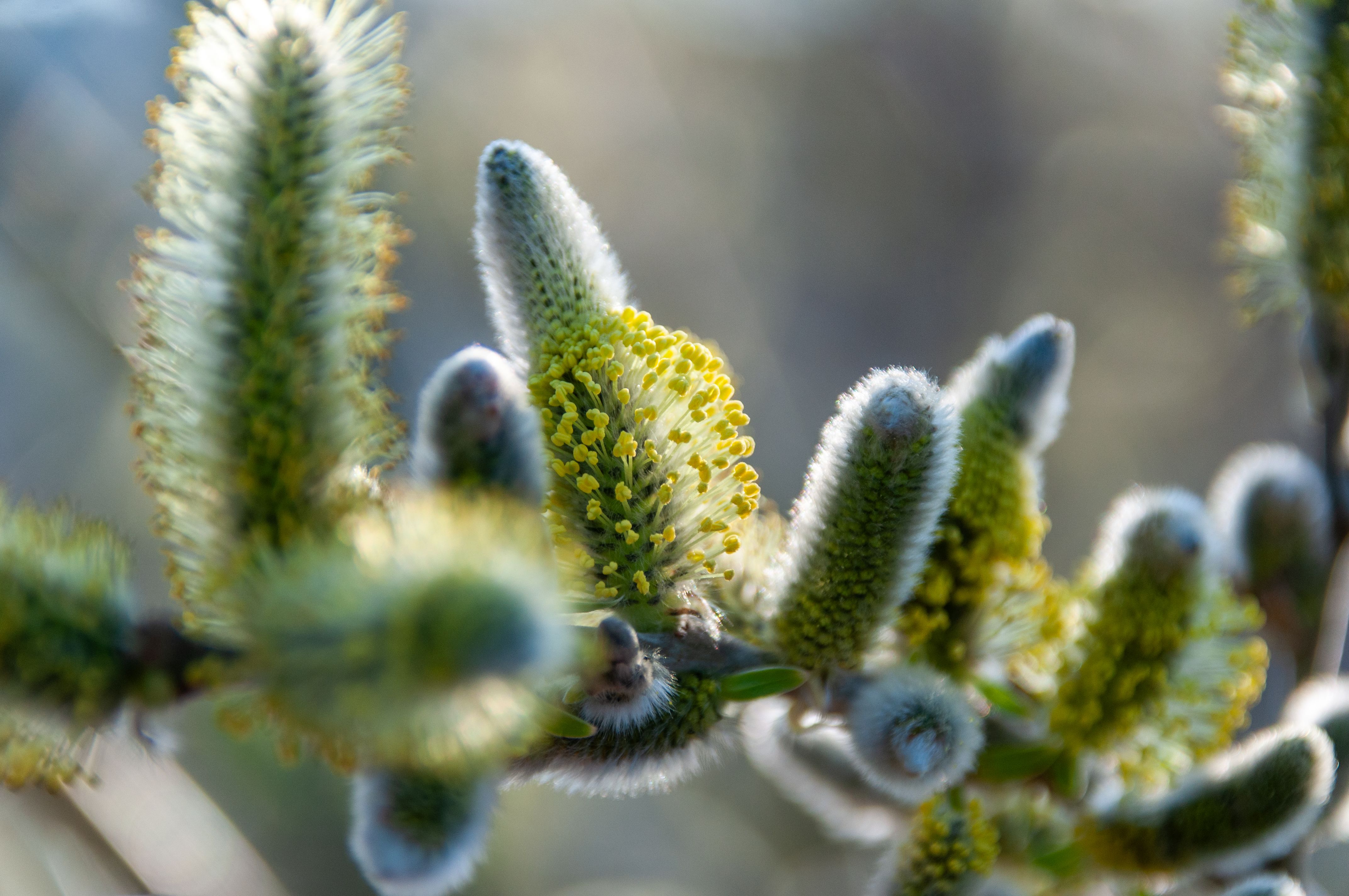 Check Your Local Pollen Count Daily