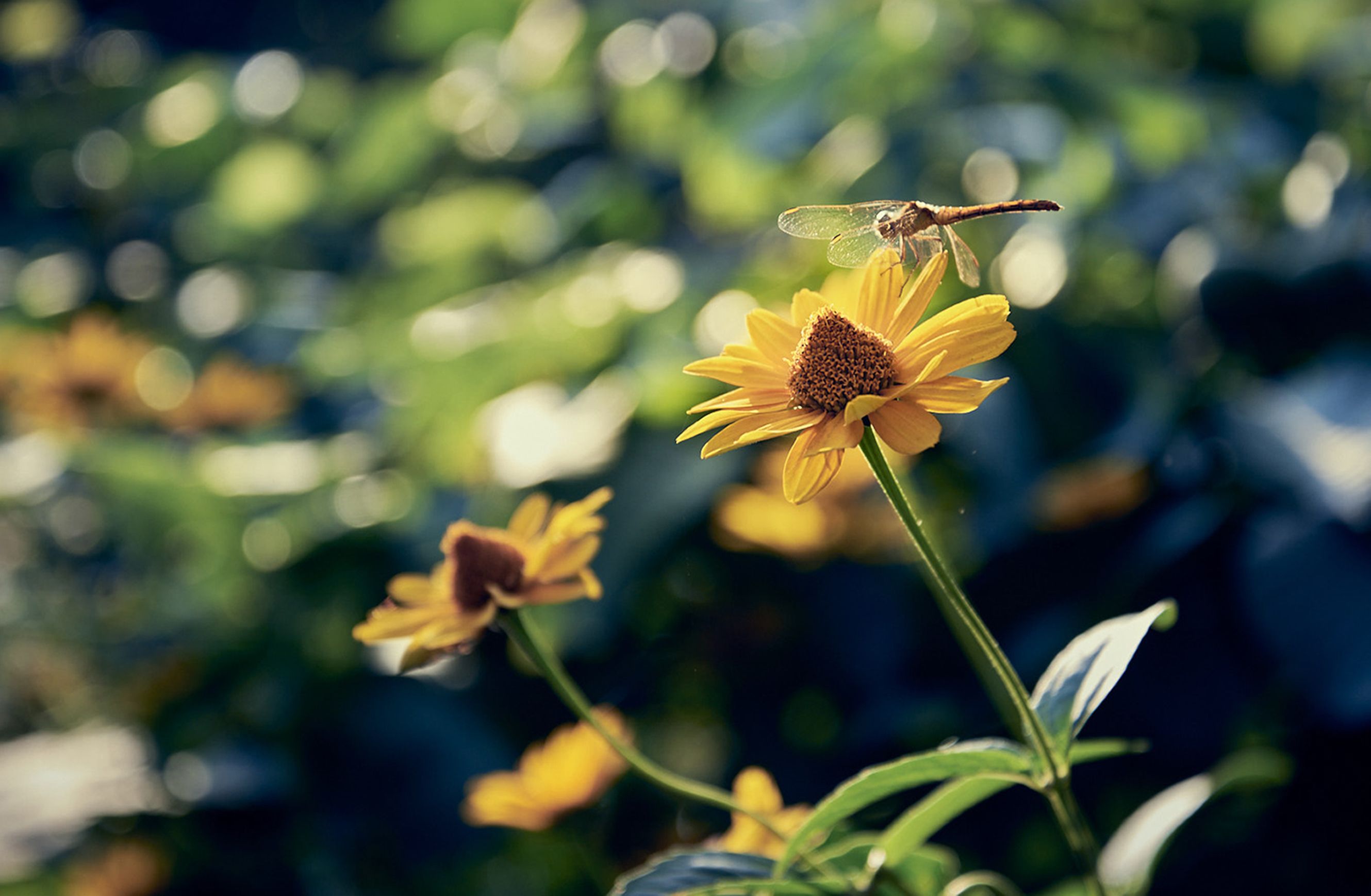 Dragonfly on Yellow Flower in Sunlit Garden · Free Stock Photo