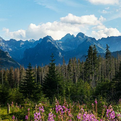 Free Stunning mountain range with lush evergreen forest and wildflowers under a bright sky. Stock Photo