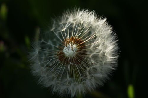 Free Detailed view of a dandelion seed head showing intricate patterns in natural lighting. Stock Photo