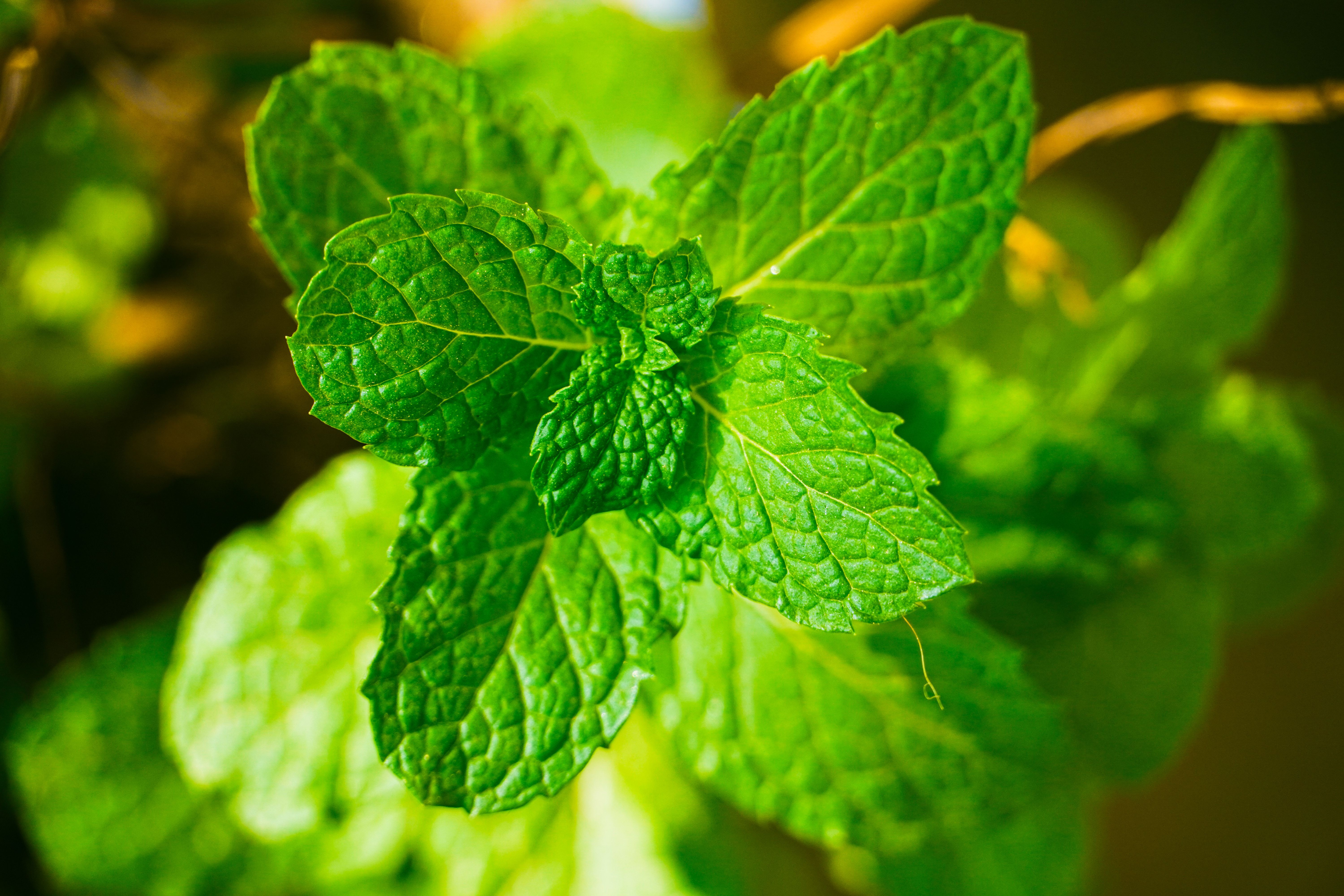 What Flavor Is Menthol? - Chef's Resource