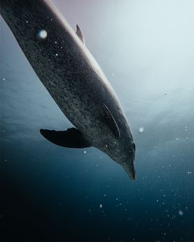 An underwater shot capturing a dolphin gliding gracefully in the ocean near Dahab, Egypt.